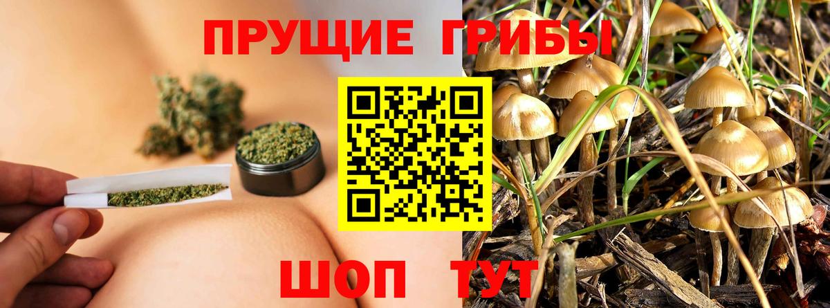 Галлюциногенные грибы Psilocybine cubensis Топки